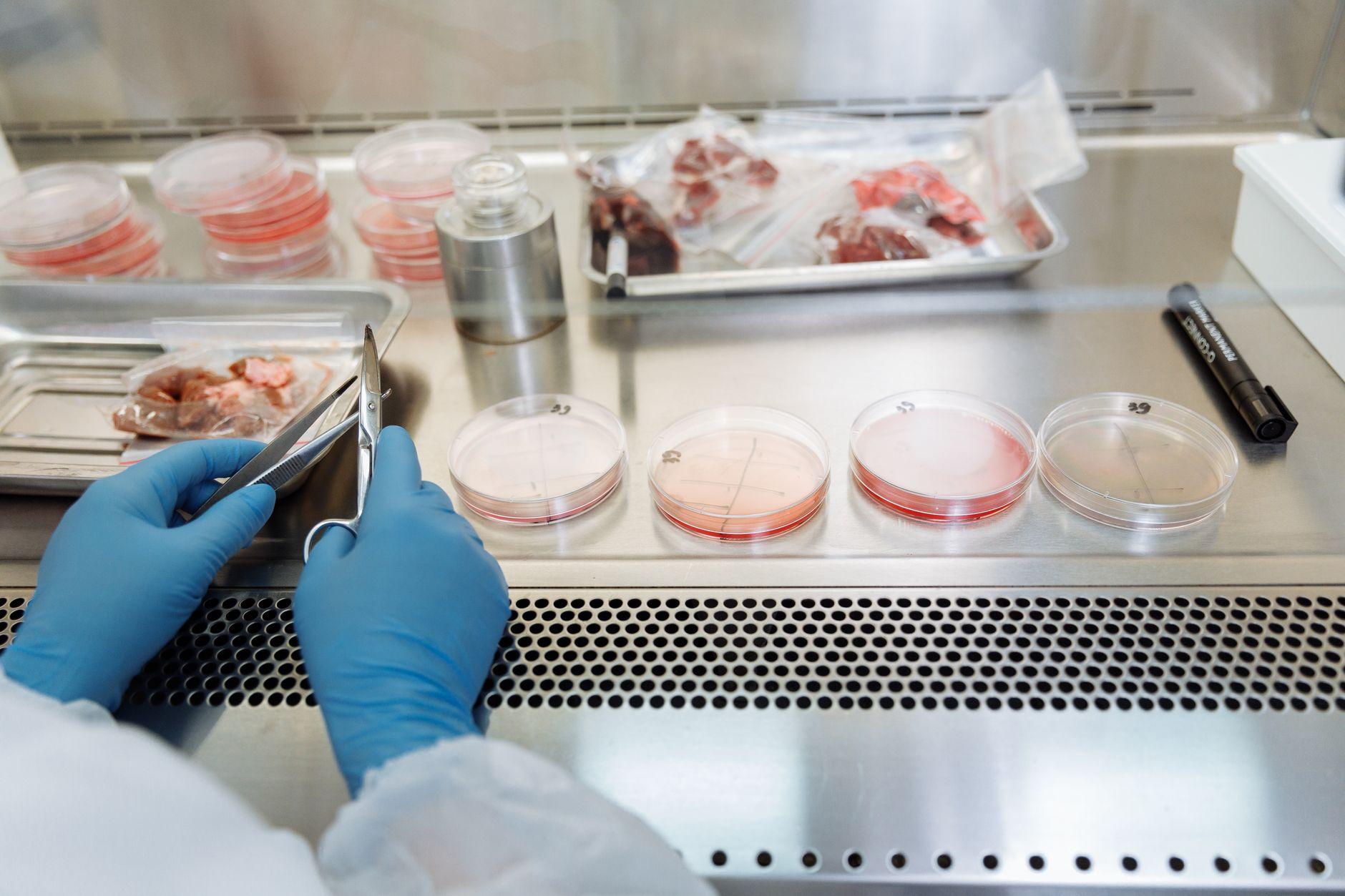 Analista de luvas azuis manuseia pinça e tesoura ao lado de placas de Petri e amostras de carne embaladas.